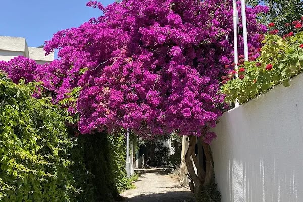 Kavala Hotel Bodrum - Resim 16