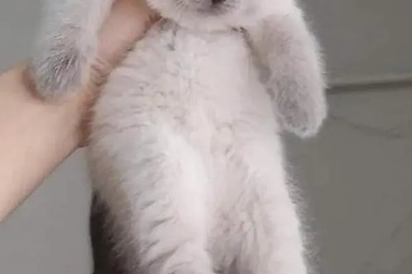PETSHOP DÜNYASI - Resim 19