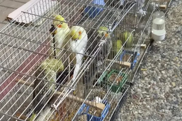 PETSHOP DÜNYASI - Resim 15