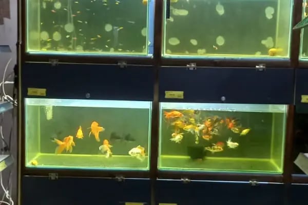 PETSHOP DÜNYASI - Resim 9