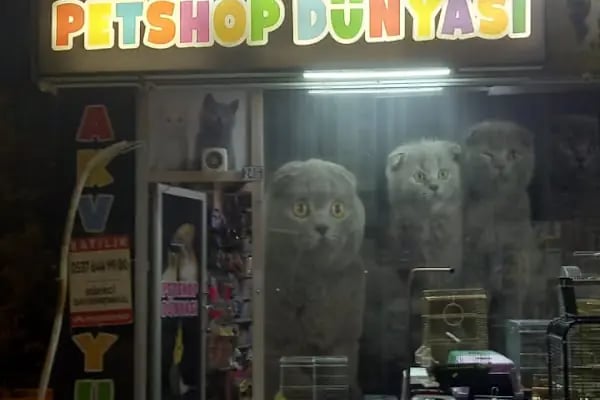 PETSHOP DÜNYASI - Resim 1