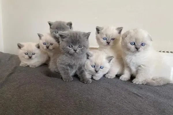 PETSHOP DÜNYASI - Resim 17