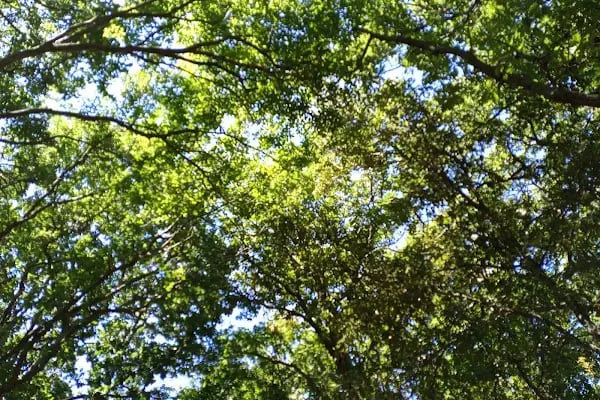 Danişment Tabiat Parkı - Resim 11