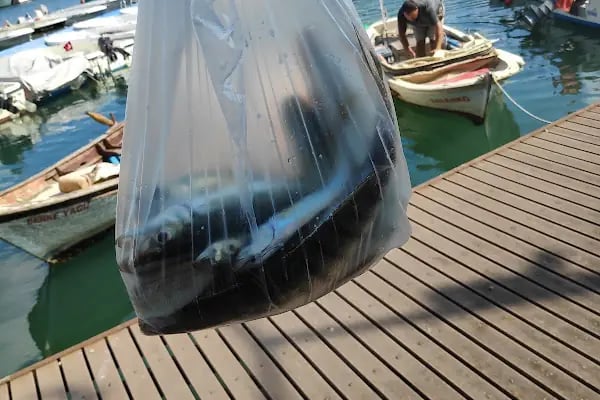 Gemlik Balıkçı Barınağı - Resim 15