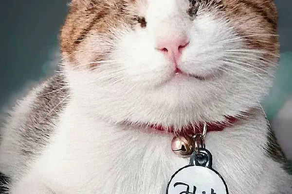 HD pet Veteriner Kliniği - Resim 2