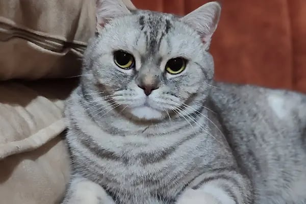 HD pet Veteriner Kliniği - Resim 4
