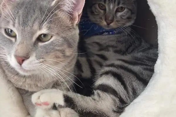 HD pet Veteriner Kliniği - Resim 3