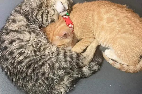 HD pet Veteriner Kliniği - Resim 8