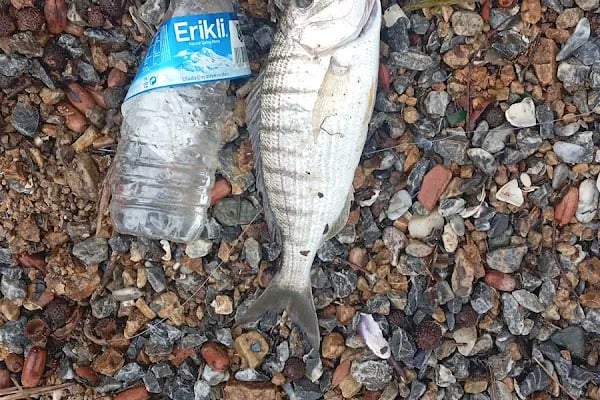 Olta Dükkanım - Balık Av Marketi - Gemlik Çin Kurdu - Resim 3