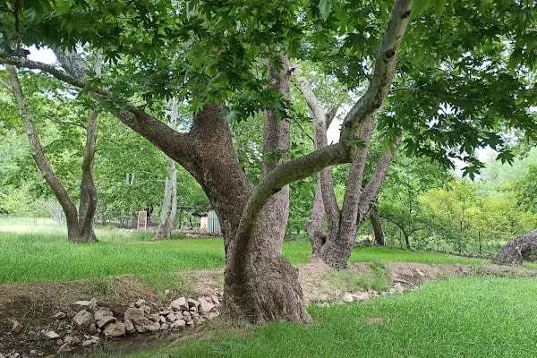 camping belemedik (camp area) - Resim 8