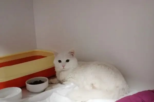 Özel Çayyolu Hayvan Hastanesi - Resim 10