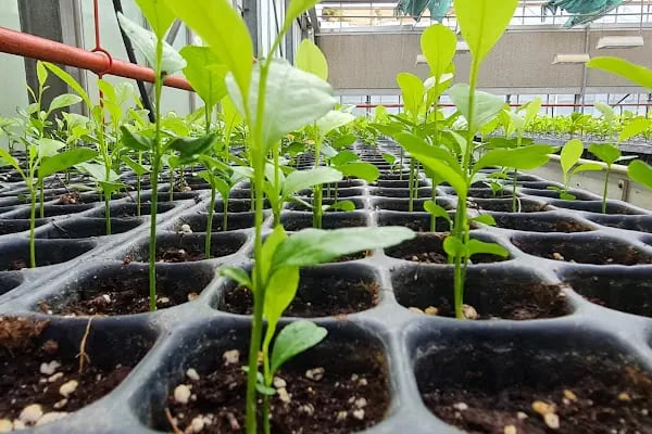 Çukurova Üniversitesi Subtropik Meyveler Araştırma ve Uygulama Merkezi - Resim 6