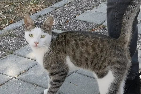 Deli Orman Parkı - Resim 15
