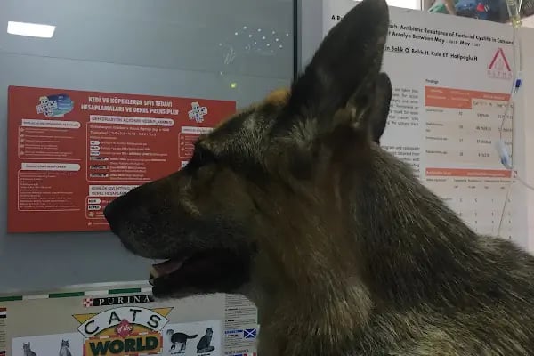 Alpha Veteriner Kliniği - Resim 7