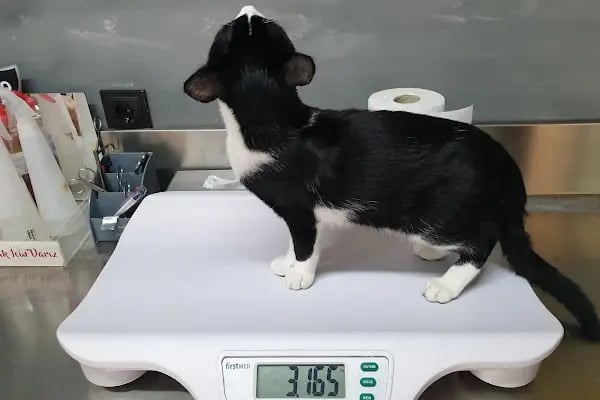 Alpha Veteriner Kliniği - Resim 10