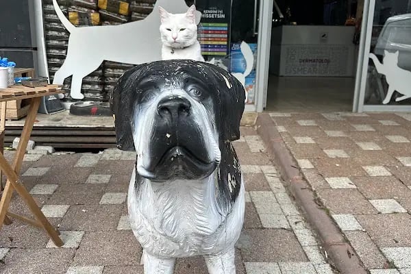 Alpha Veteriner Kliniği - Resim 4