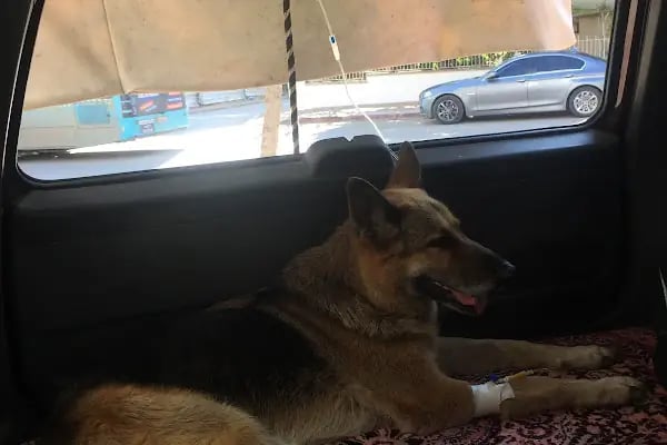 Alpha Veteriner Kliniği - Resim 11