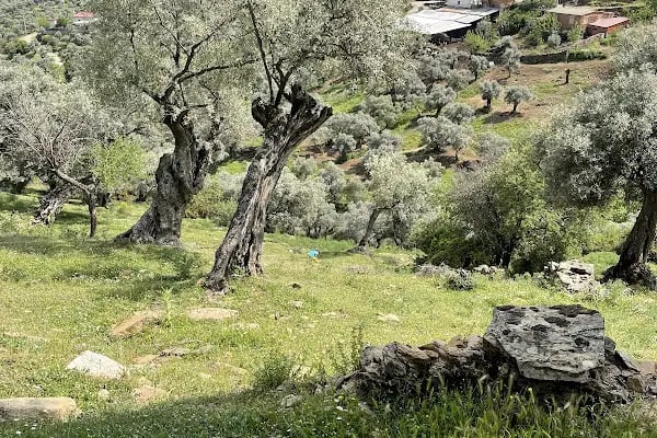 Zeytinova İlköğretim Okulu - Resim 2