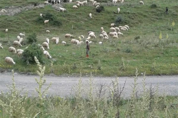 Şehir Stadı - Resim 13