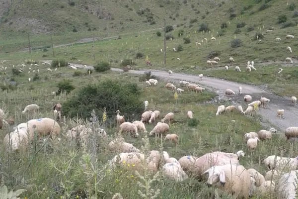 Şehir Stadı - Resim 2