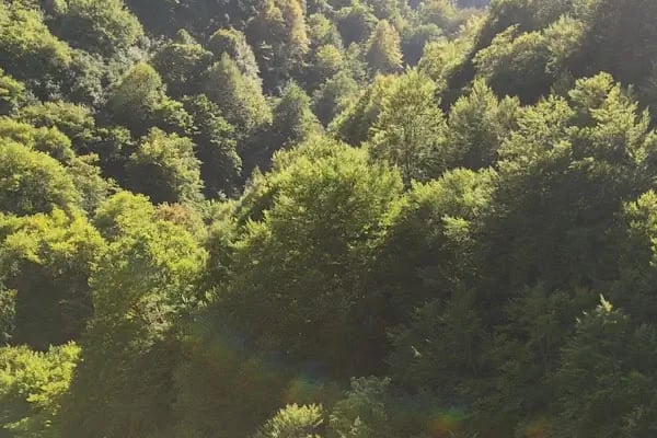Kocaeli Gezgince Gölü - Resim 12