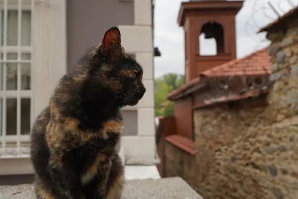 Kandilli Oniki Havariler "Srpotz Yergodasan Arakelotz" Ermeni Kilisesi - Resim 18