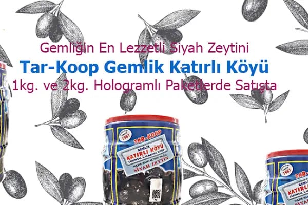 Gemlik Katırlı Köyü Kalkınma Koop.Zeytinleri - Resim 1