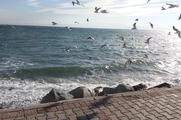 İDO Armutlu Tatil Köyü - Deniz Otobüsü İskelesi - Resim 20