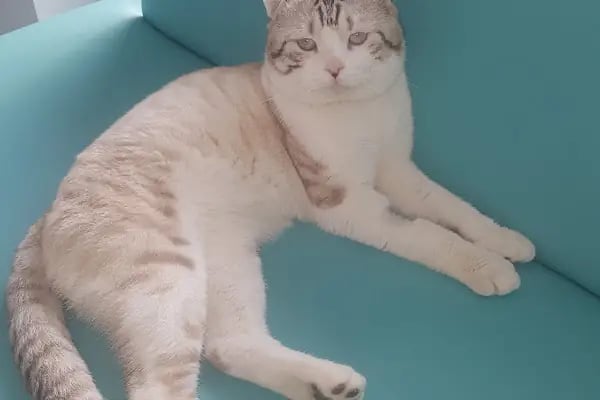 VET ACADEMY Veteriner Kliniği - Resim 17