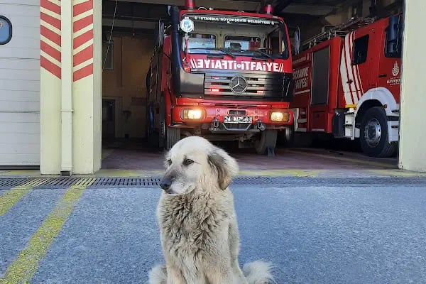 Ataşehir İtfaiye İstasyonu - Resim 5