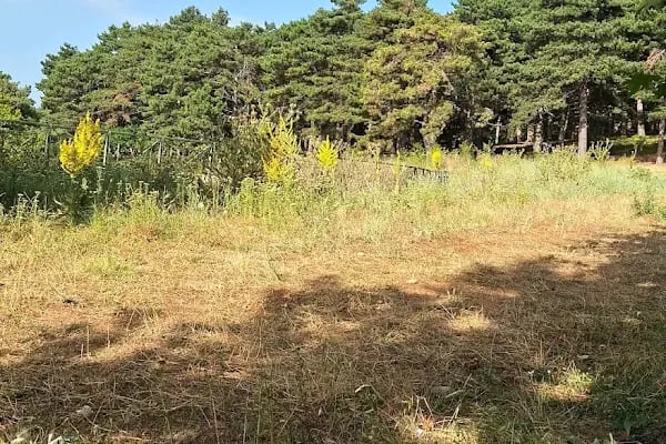 Hüseyinalan Piknik Alanı - Resim 18