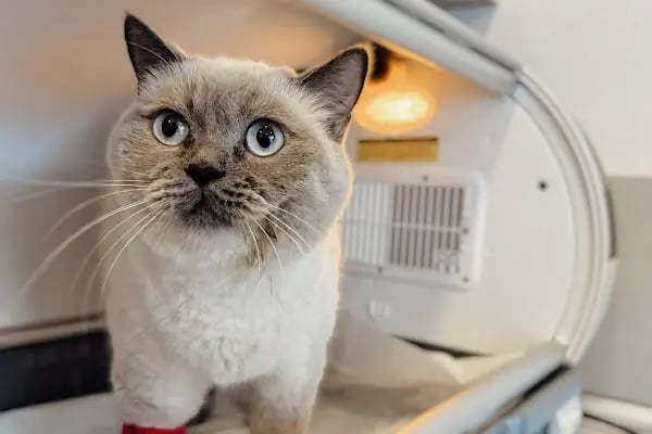 Bahçekent Veteriner Kliniği - Resim 8