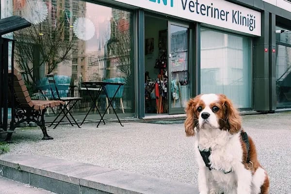 Bahçekent Veteriner Kliniği - Resim 14