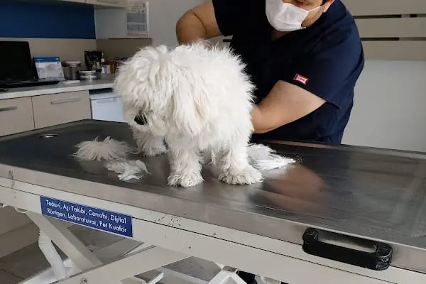 Bahçekent Veteriner Kliniği - Resim 20