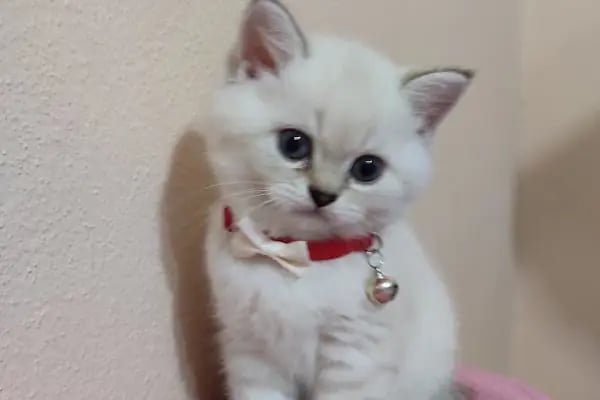 Lover Pet Veteriner Kliniği - Resim 5