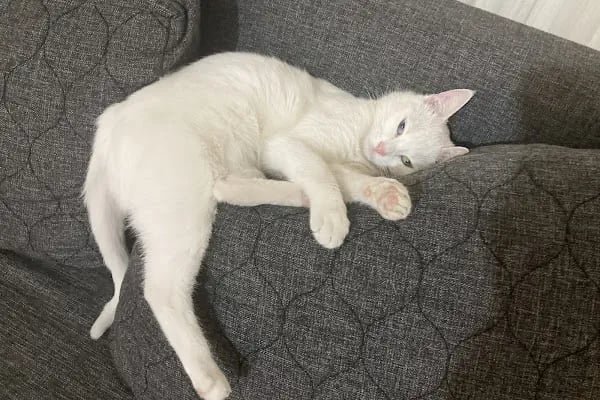 Lover Pet Veteriner Kliniği - Resim 3