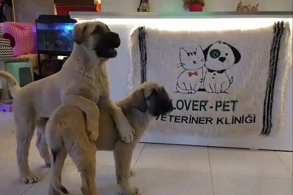 Lover Pet Veteriner Kliniği - Resim 6
