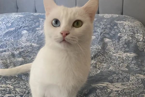 Lover Pet Veteriner Kliniği - Resim 2