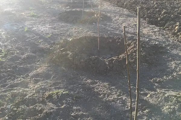 Ankara Merkezi ( Tatlar ) Atıksu Arıtma Tesisi - Resim 12