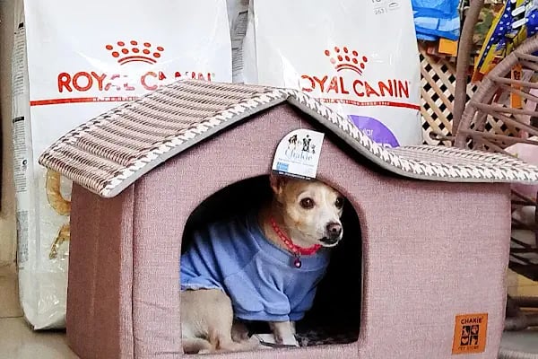 Kuter Petshop - Resim 7