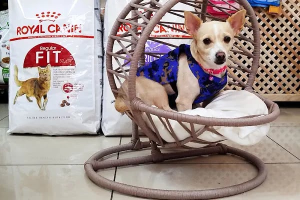 Kuter Petshop - Resim 9