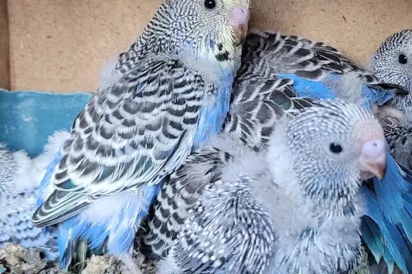 Damla Pet Shop - Resim 7