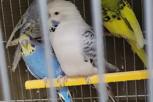Damla Pet Shop - Resim 13