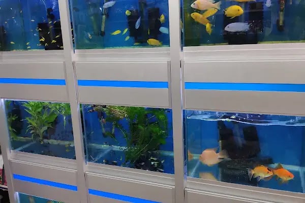 Damla Pet Shop - Resim 12