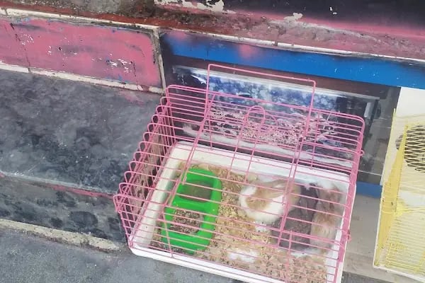 Damla Pet Shop - Resim 18