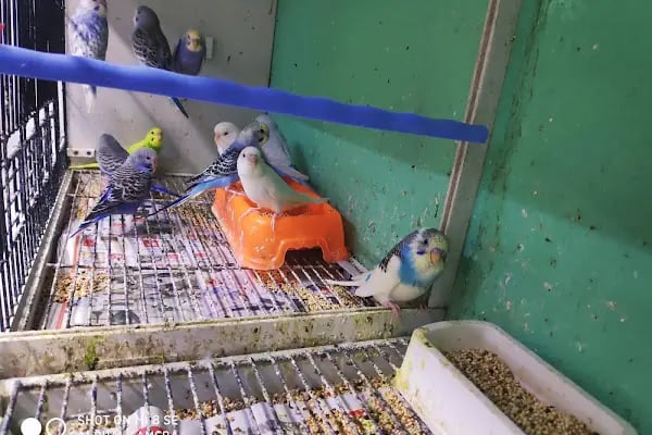 Damla Pet Shop - Resim 3