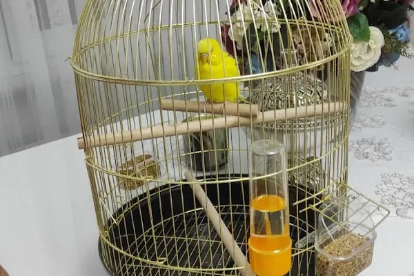 Damla Pet Shop - Resim 5