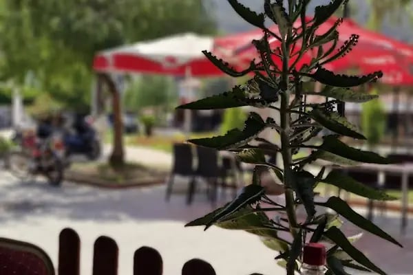 Çarşı Pide Lahmacun ve Kebap Salonu - Resim 9