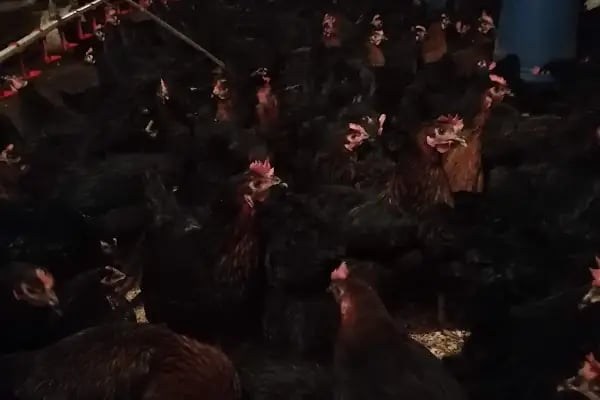 Akgül Organik Tavuk Çiftliği - Resim 6