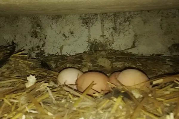 Akgül Organik Tavuk Çiftliği - Resim 5